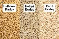 Premium Barley Seeds/Animal Feed Barley