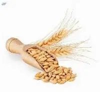 Bulk Wheat Berries | Hard Red