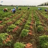 Fresh Carrots