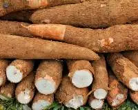 Fresh Cassava / Tapioca / Manioc