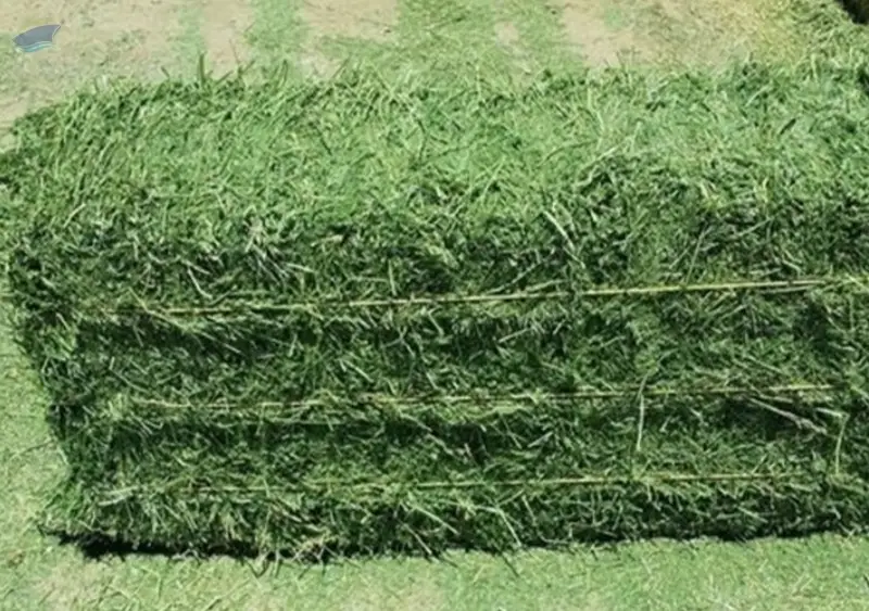 Premium Alfalfa Bales  