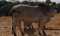 Purebred Brahman / Crossbred Brahman 