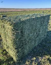 Premium Export Alfalfa Hay Compressed Bales
