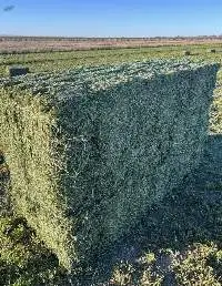 Premium Export Alfalfa Hay Compressed Bales