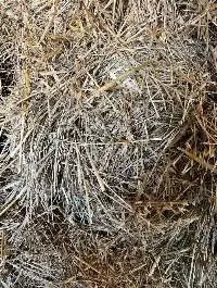 Premium Oat Hay Bales