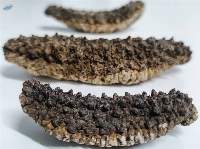 Premium Dried Sea Cucumber