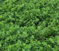 Alfalfa