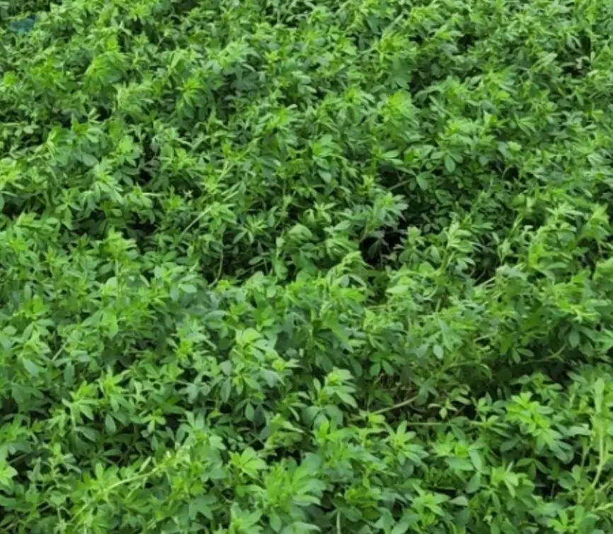Alfalfa