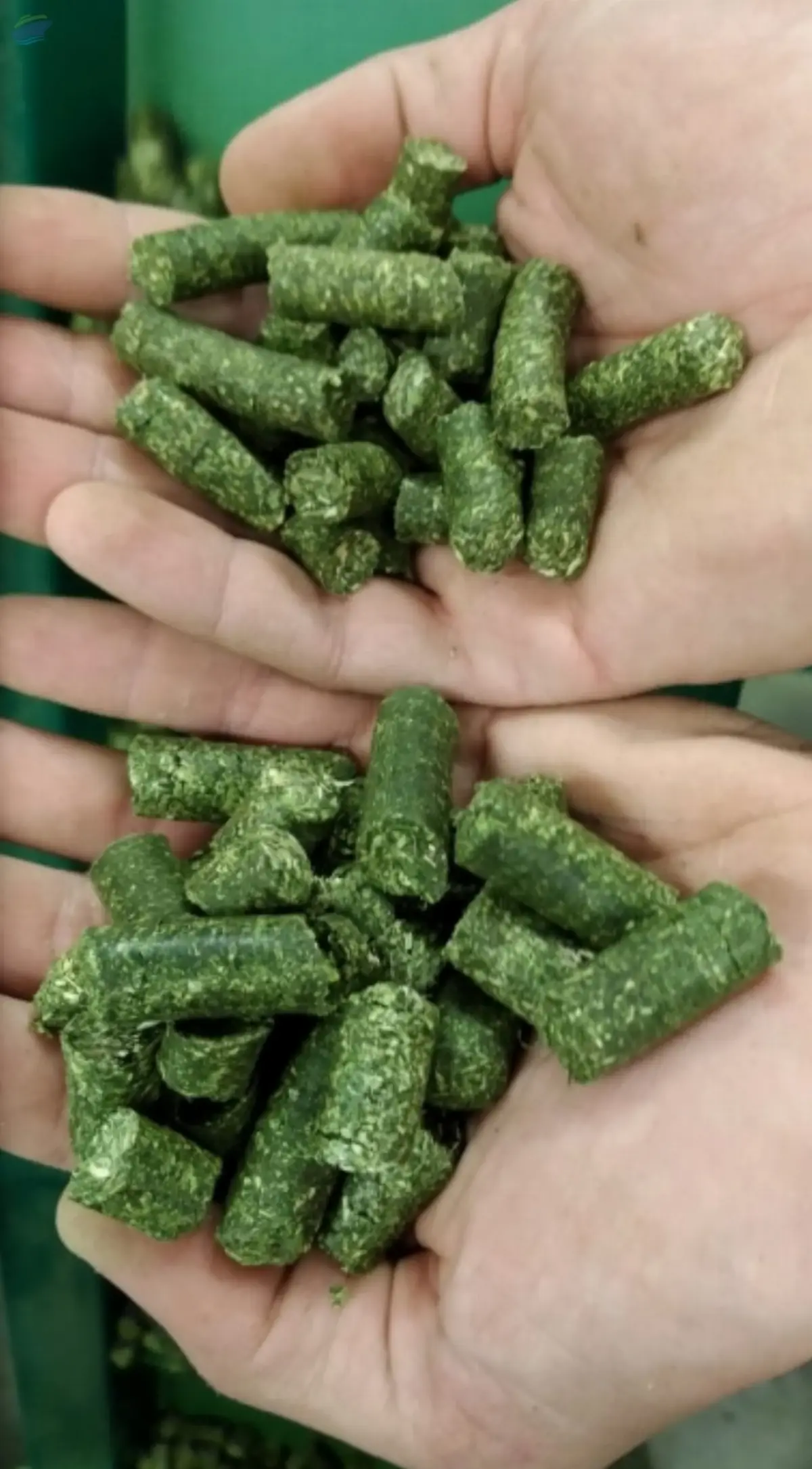 Bulk Alfalfa Hay Pellets Sun Cured