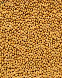 Grain Sorghum