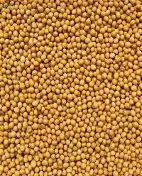 Grain Sorghum