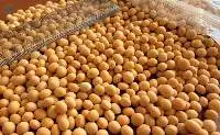 Soybean Meal Non GMO