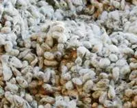 Whole Cotton Seed Available