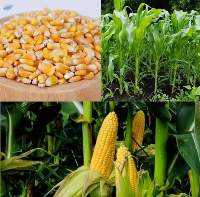 Yellow Corn Organic