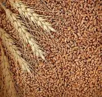 Hard Red Wheat Berries (Grain) Organic (Non-GMO)