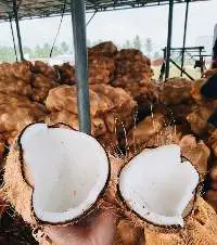 Fresh Coconut