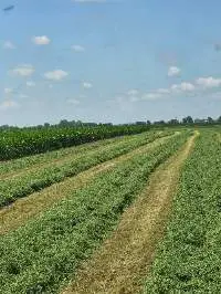 Alfalfa Hay