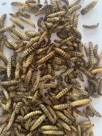 Black Soldier Fly Larvae, High Protein Feed