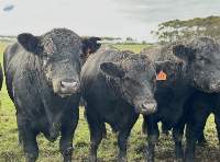 Live Bulls, Healthy Breeding & Livestock Stock
