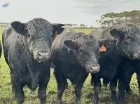 Live Bulls, Healthy Breeding & Livestock Stock