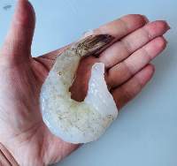 Frozen Shrimp  
