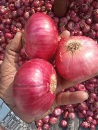 Fresh Red Onions