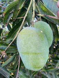 Fresh Mangoes, Export Quality