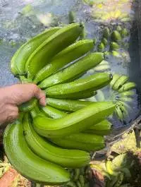 Cavendish Fresh Bananas