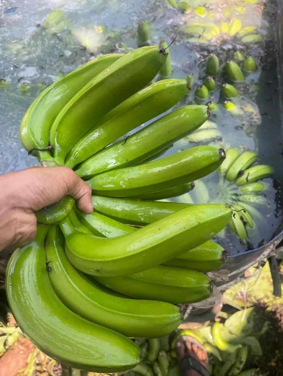 Cavendish Fresh Bananas