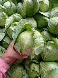 Fresh Cabbage