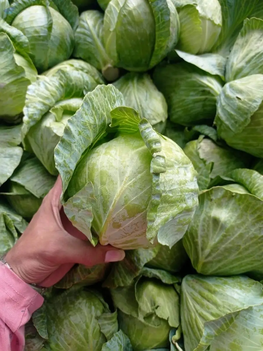 Fresh Cabbage