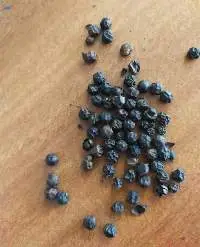 Black Pepper