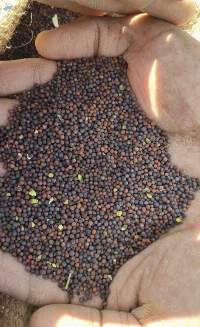 Mustard Seeds