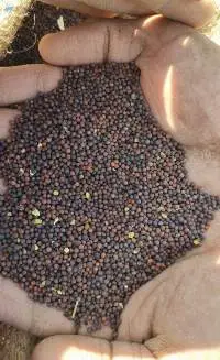 Mustard Seeds