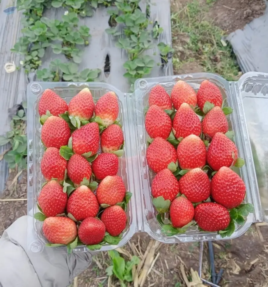 Frozen Strawberries