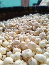 Fox Nuts