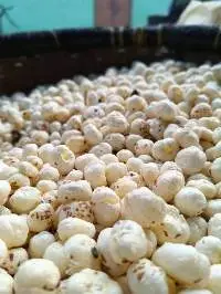 Fox Nuts