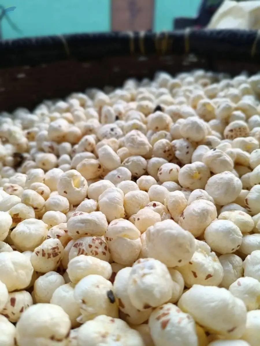 Fox Nuts