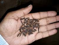 Dried Cloves