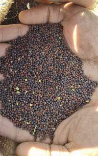 Rapeseeds