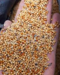 Millet