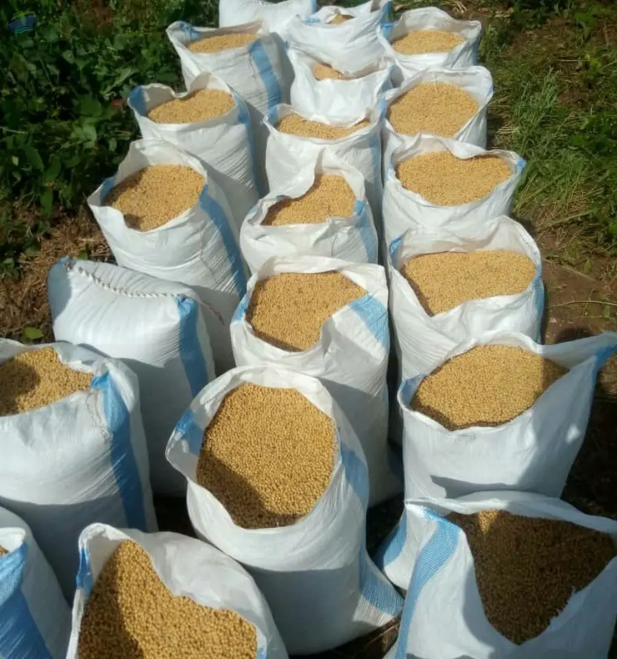 Soybeans