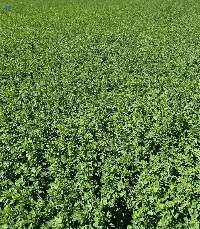 Alfalfa Hay