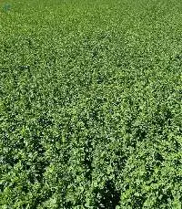 Alfalfa Hay