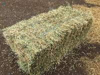 Timothy Hay