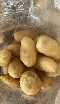 Fresh Potatoes