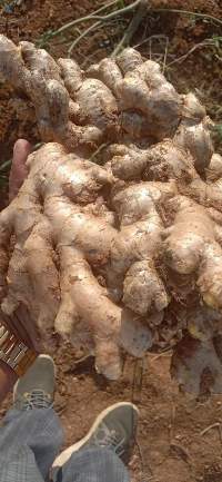Fresh Ginger