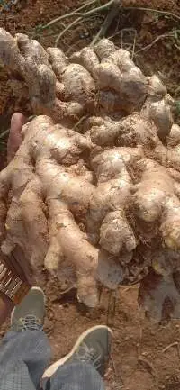 Fresh Ginger
