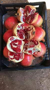 Fresh Pomegranates