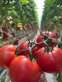 Fresh Tomatoes